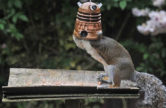 Squirrel-Dalek